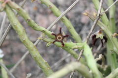 Caralluma adscendens var. attenuata
